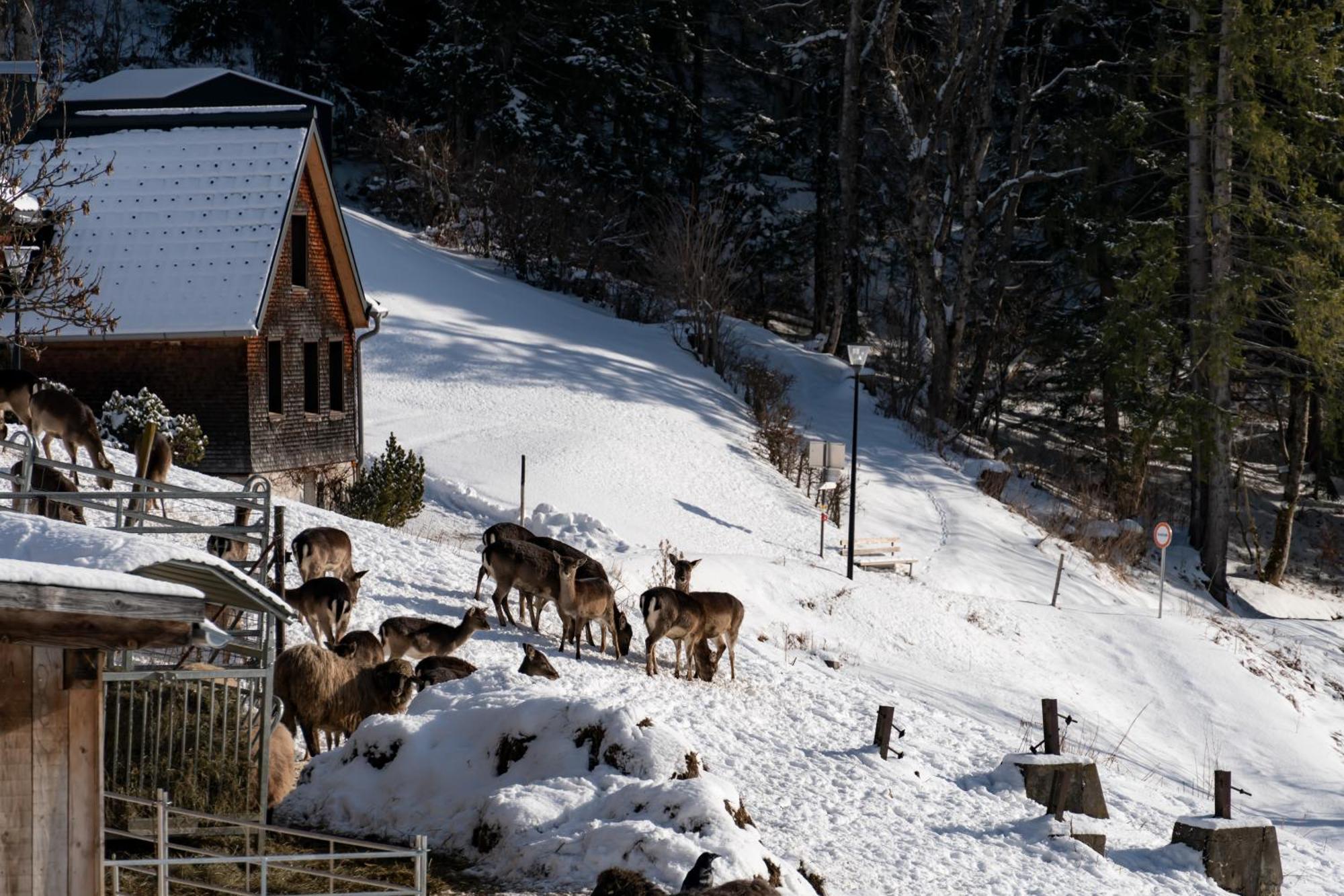 Peterhof Chalets Batschuns Zewnętrze zdjęcie